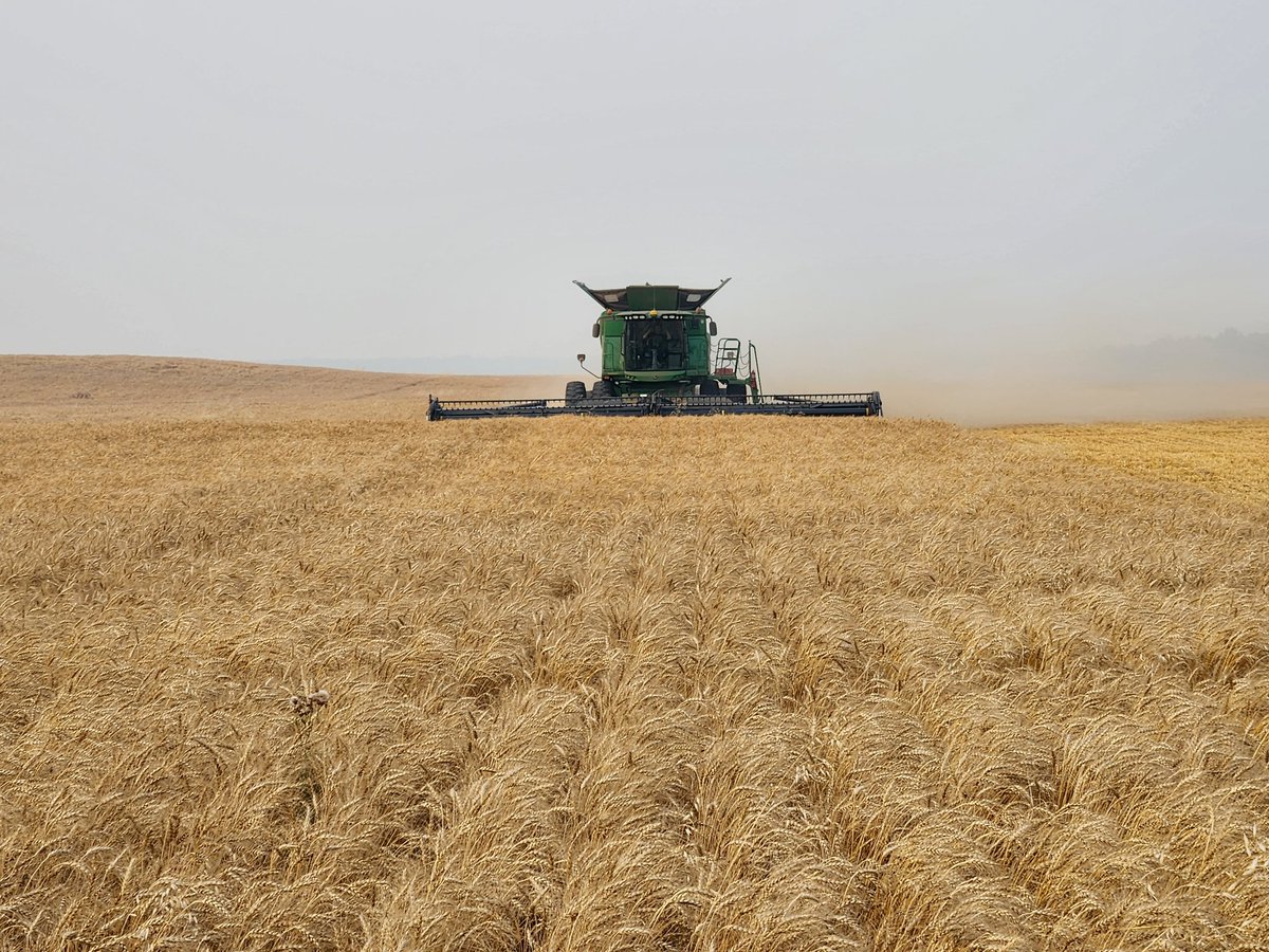 Having fun in some wheat up here in the Peace.