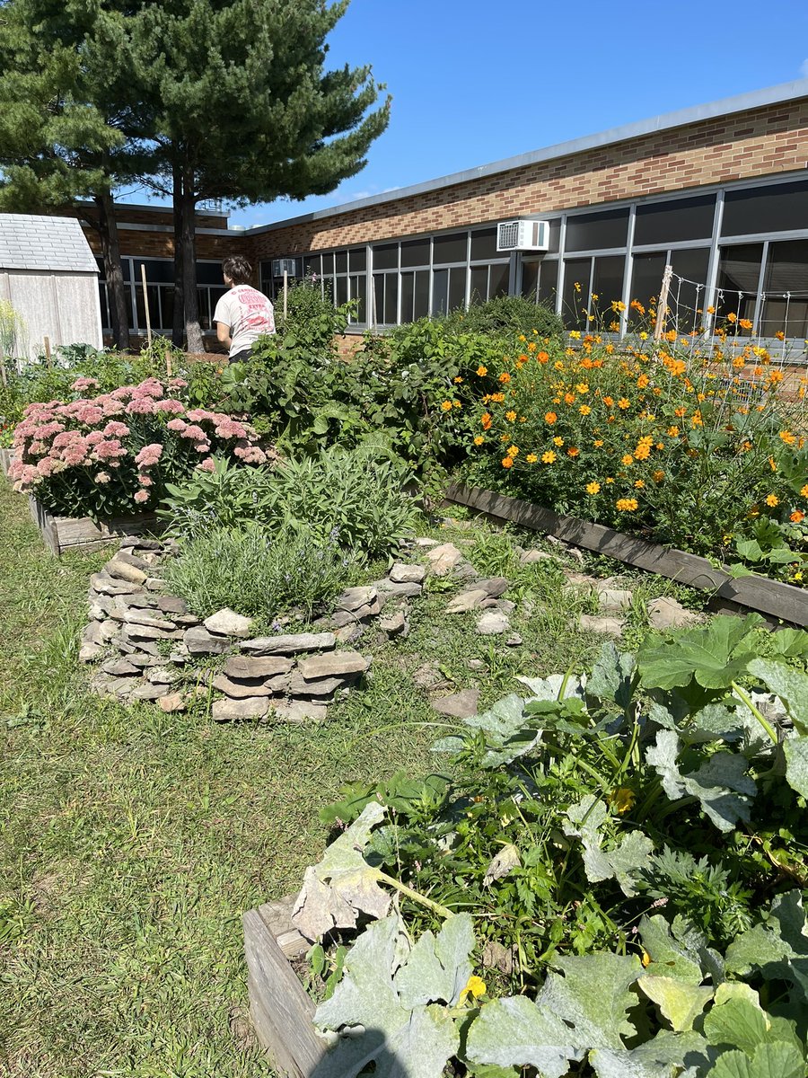 Joined these two East Meadow HS seniors in their harvest for some tomatoes in our courtyard greenhouse &amp; vegetable garden this morning 🍅