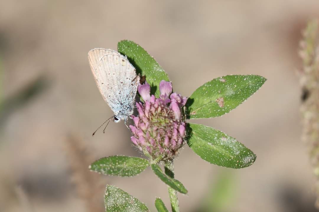 Third brood of the Short-tailed blue (Cupido argiades, kannussinisiipi) is still on wings in S Finland.
