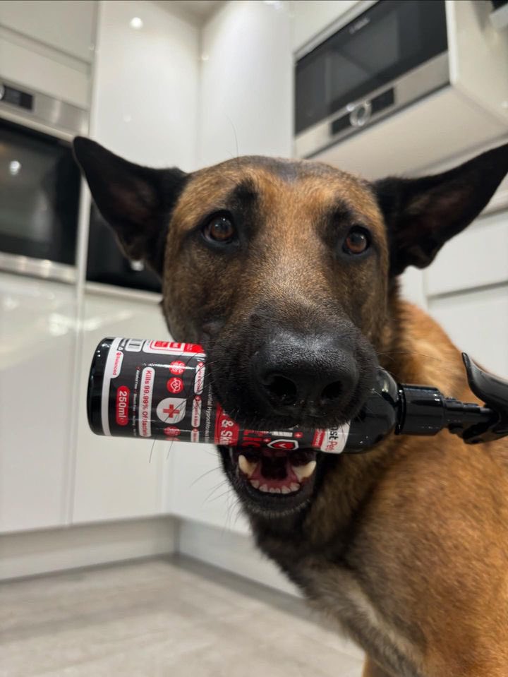 drsenstpets's tweet image. Simba’s ready to take care of business with his Wound &amp;amp; Skin Antiseptic Spray in tow! 🐾💪 No cuts or scrapes stand a chance when Simba’s on the case. Stay protected, stay healthy! 🦴

❤️🔗 rb.gy/o8qdig

 #SimbaStrong #HealthyPaws #DrSenstPets