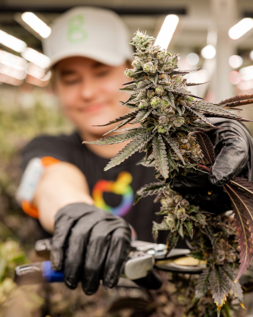 Choppin' trees! ✂️ 🌲 😊