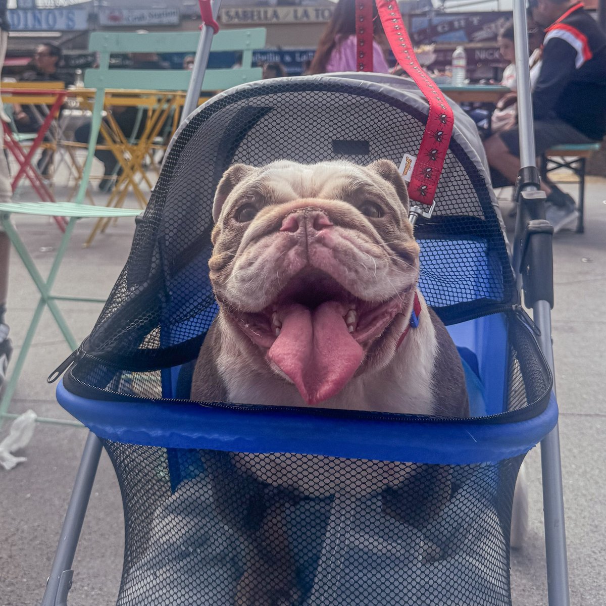 All smiles because Pier Party will be back this Saturday from 3-7PM! 😁🐶
