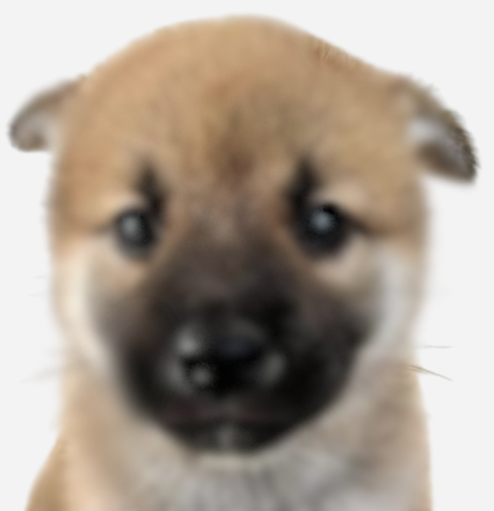 YutoCTO's tweet photo. @shahh This feel blurry to you? $Yuto https://t.co/exToybP1A8
