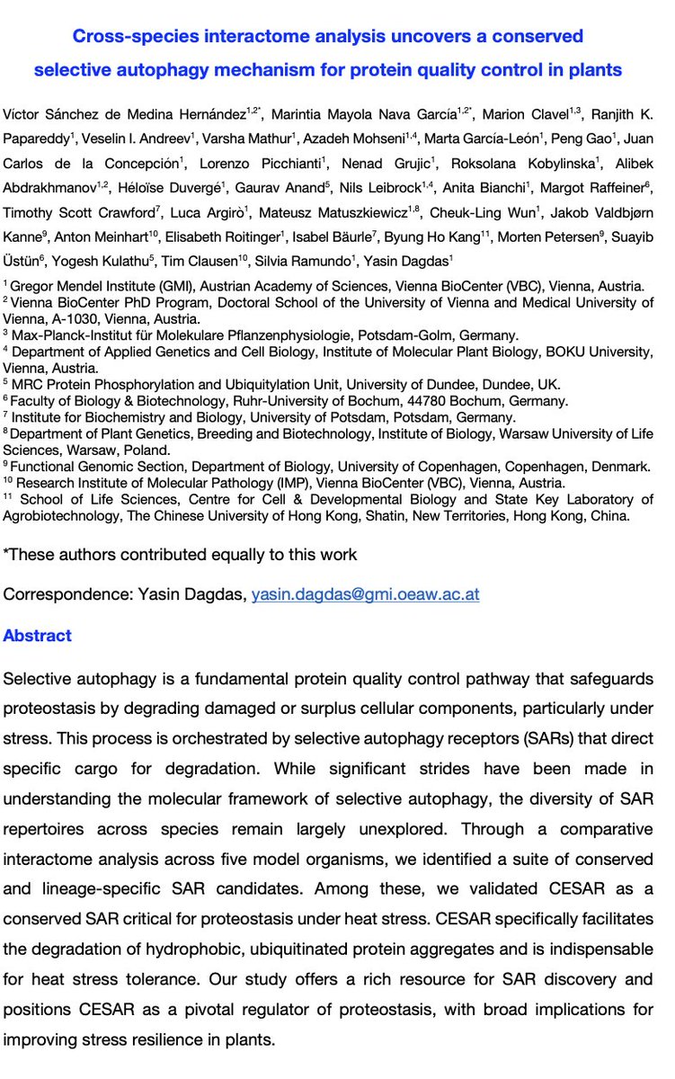 Yasin Dagdas (@plantophagy) on Twitter photo 🆕 #Preprint Alert❣️Magnum Opus of brilliant Phd Students <a href="/Victor_SMH/">Víctor Sánchez de Medina</a> & <a href="/marintiamnavag/">Marintia Nava</a>, helped by many amazing people. They discovered a new Selective Autophagy Receptor (#SAR), essential for #proteostasis using #comparative_cell_biology biorxiv.org/cgi/content/sh… 🧵 🆕 #Preprint Alert❣️Magnum Opus of brilliant Phd Students <a href="/Victor_SMH/">Víctor Sánchez de Medina</a> & <a href="/marintiamnavag/">Marintia Nava</a>, helped by many amazing people. They discovered a new Selective Autophagy Receptor (#SAR), essential for #proteostasis using #comparative_cell_biology biorxiv.org/cgi/content/sh… 🧵