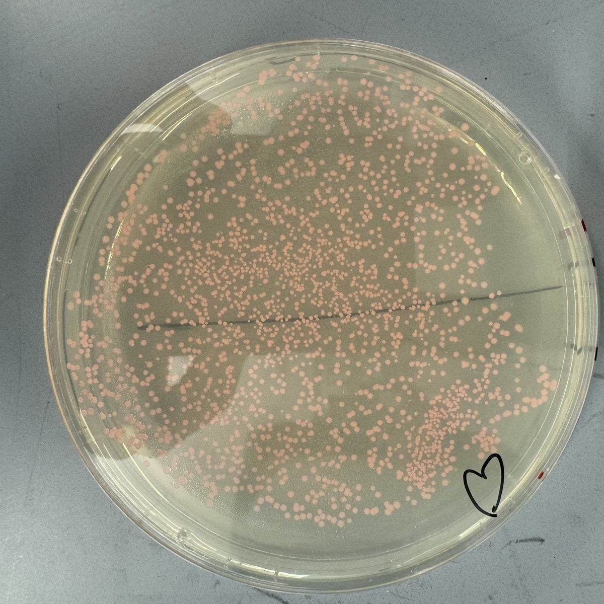 ABE Massachusetts tweet media