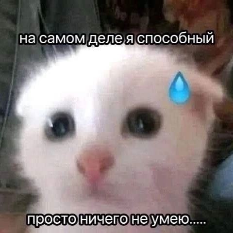 cats, i love cats (@catsilcats) on Twitter photo 