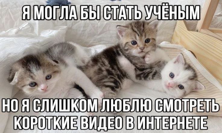 cats, i love cats (@catsilcats) on Twitter photo 