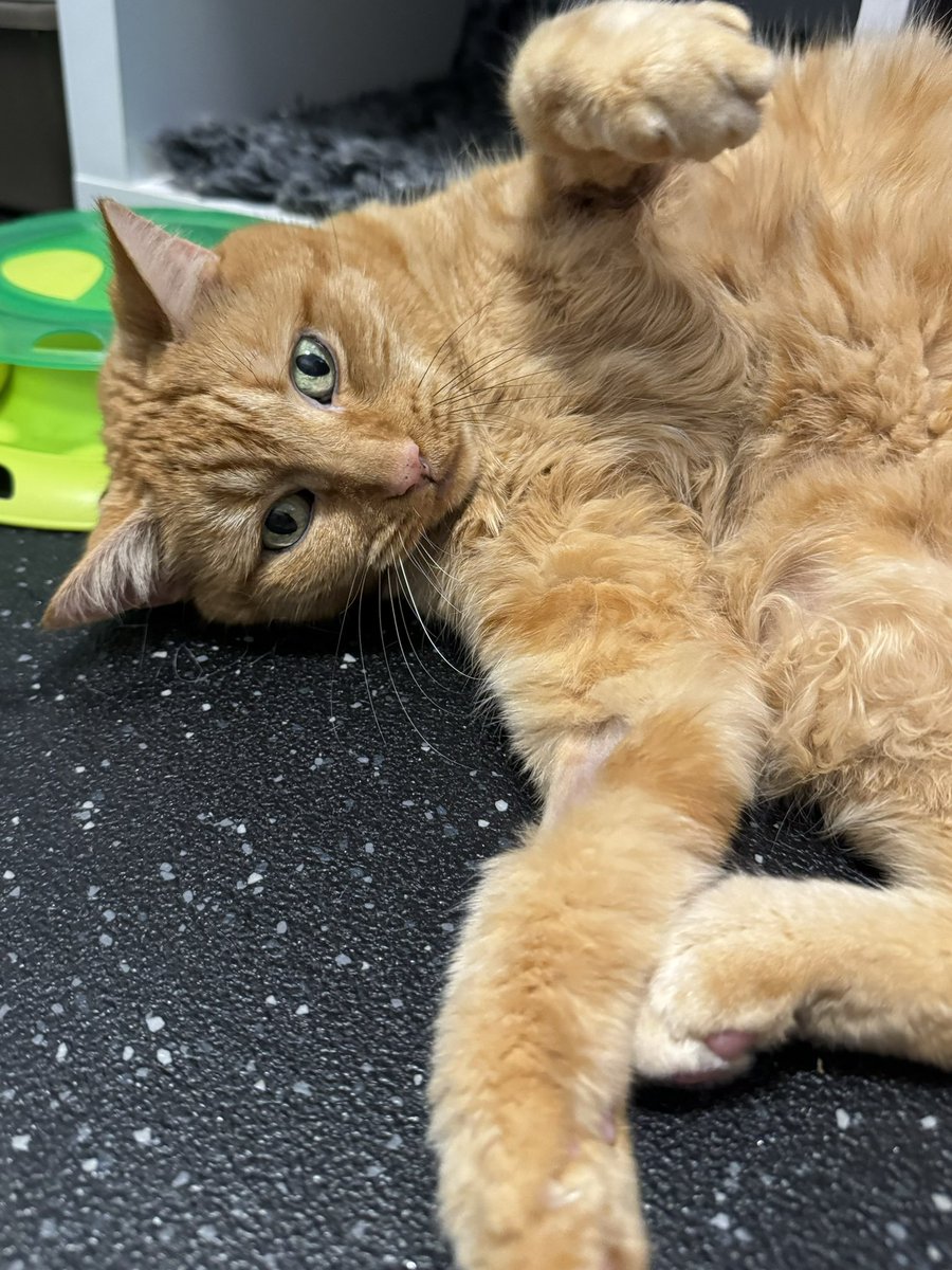 KernowCatHotel's tweet photo. Gorgeous Hetty with her beautiful piercing eyes. Such a special regular guest 😻❤️

#cats #gingercat #felinelove #CatsOfTwitter https://t.co/n4LsWiUoep