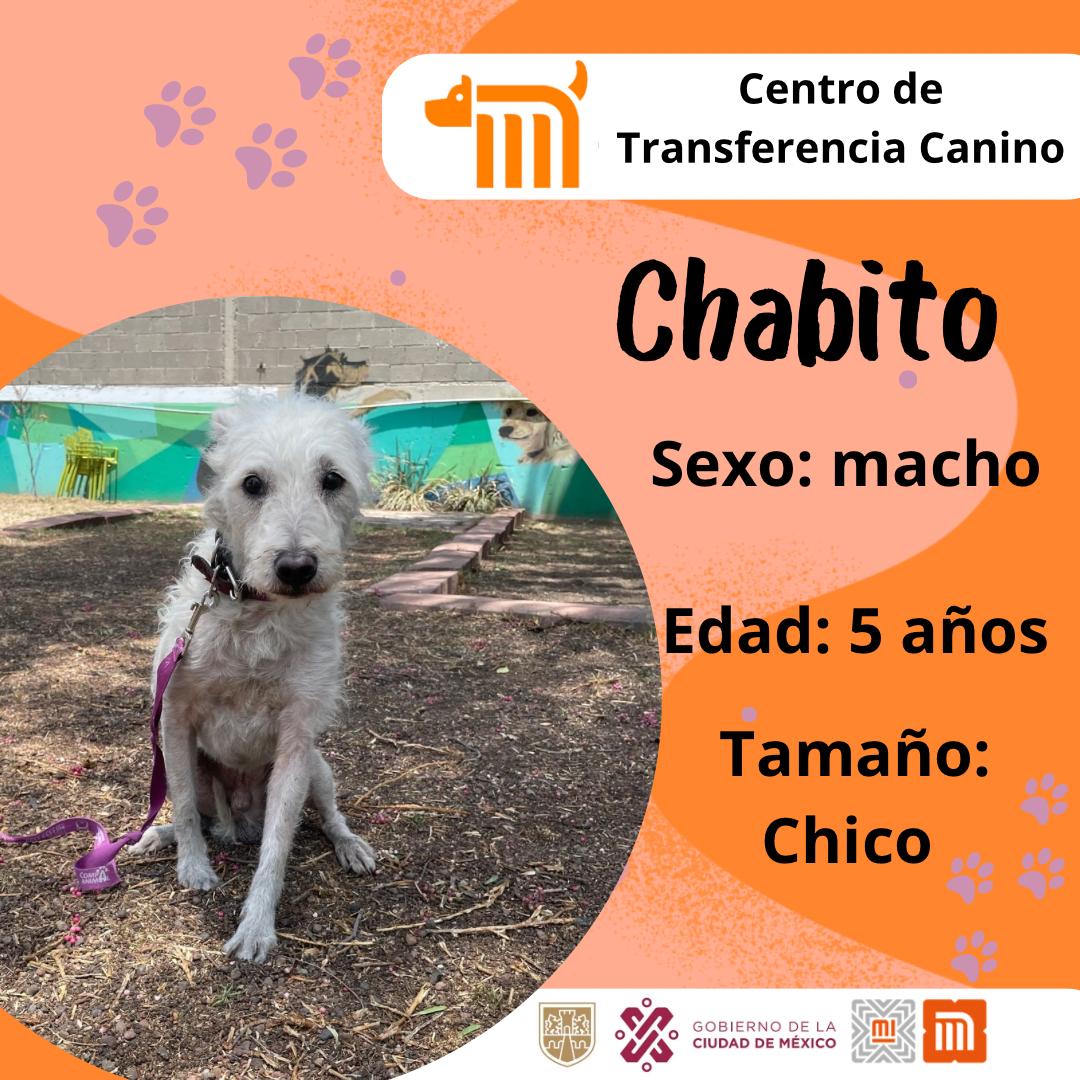 MetroCDMX's tweet photo. Todos los perritos rescatados en las instalaciones de la red, son trasladados al CTC del Metro, lugar donde son valorados por médicos veterinarios. Si deseas darle la oportunidad algún lomito, consulta: https://t.co/a2rSGOkjut 🐾 #AUnMetroDeSuHogar #AdoptaNoCompres 🐶🏡 https://t.co/T0mQMNhtC9