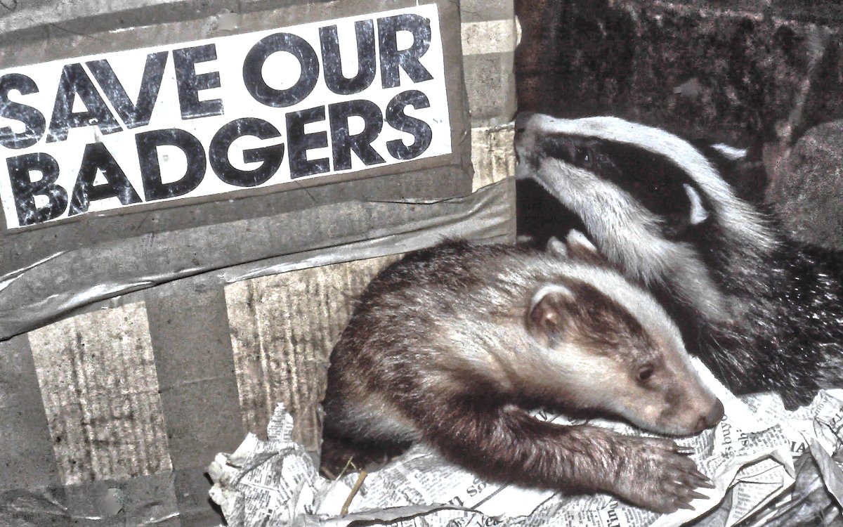 Mal Ingham tweet media