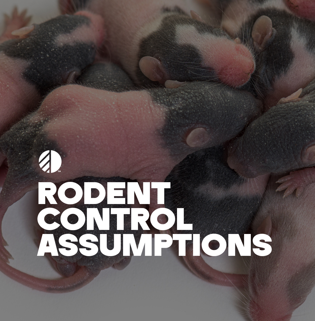 obexpestdefense's tweet image. Rodents are more than just a nuisance; they can cause significant damage to your home and pose health risks. As temperatures drop, mice and rats are on the lookout for warm places to nest. 
Learn more: obexpest.com/pest-control/r…

#Colorado #RodentInfestations #LocalPestControl #OBEX