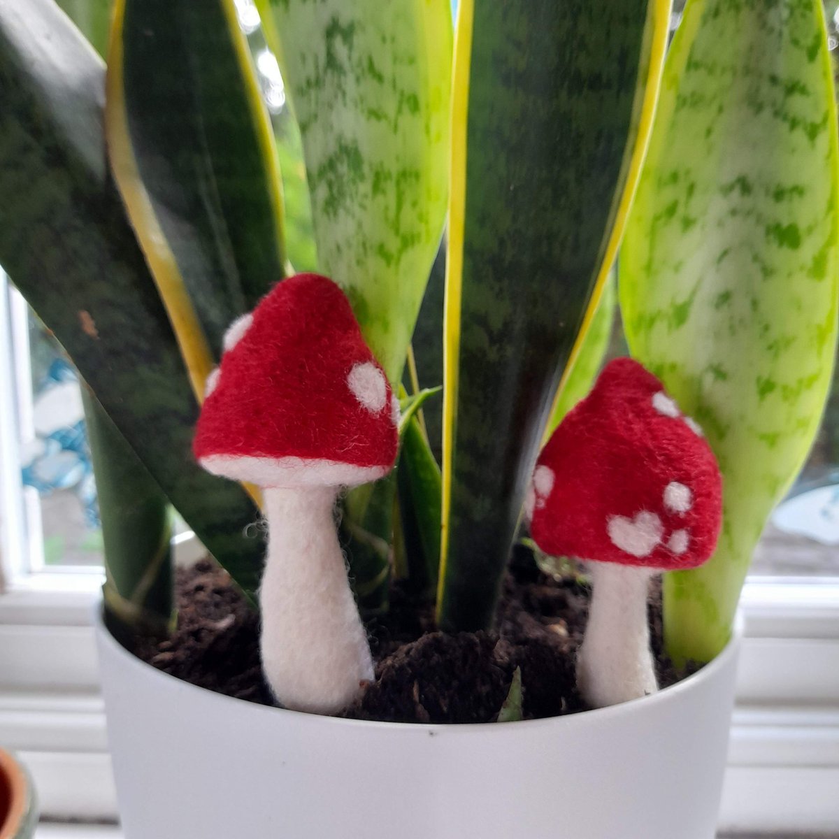 fafferoffluff's tweet image. Plant pal toadstools from 2022 😁  🍄 💕

I love scrolling through the memories option in my media gallery - I'd forgotten about these. 

#fafferoffluff #toadstools #mushroomcore #toadstoolart #cottagecore #amanitatoadstool #miniaturemaker #needlefeltartist
#shropshire