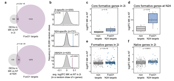 laura__sa's tweet photo. Finally, we forced FoxO TF nuclear shuttling by treating naïve and formative cells with an Akt inhibitor and observed a specific upregulation of core formative pluripotency genes which are FoxO1 targets (Figure 6). https://t.co/UoH8nPFEph