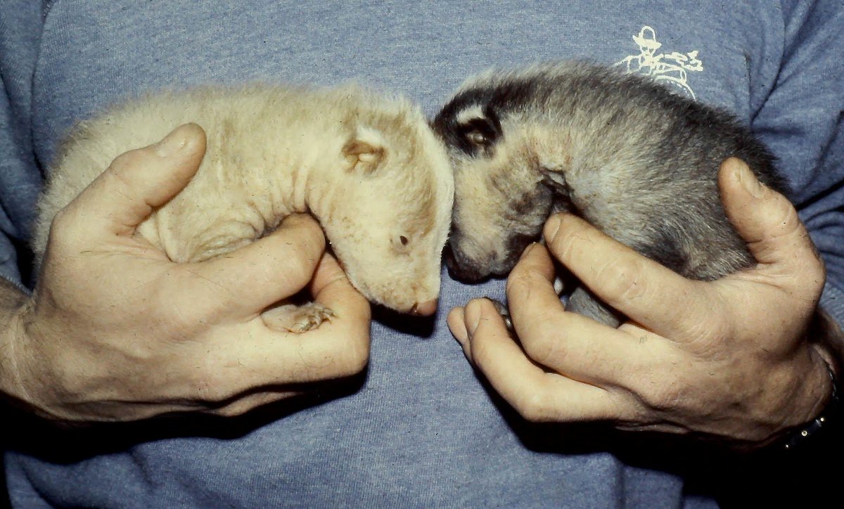 Mal Ingham tweet media