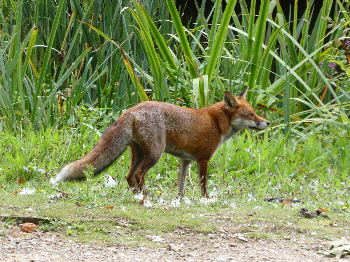 James Bulpin (@jamesbulpin) on Twitter photo I don't just go to <a href="/kewgardens/">KewGardens</a> for the amazing plants, I go for the wildlife too. (Even if some of them gang up to try and steal my lunch!) I don't just go to <a href="/kewgardens/">KewGardens</a> for the amazing plants, I go for the wildlife too. (Even if some of them gang up to try and steal my lunch!)
