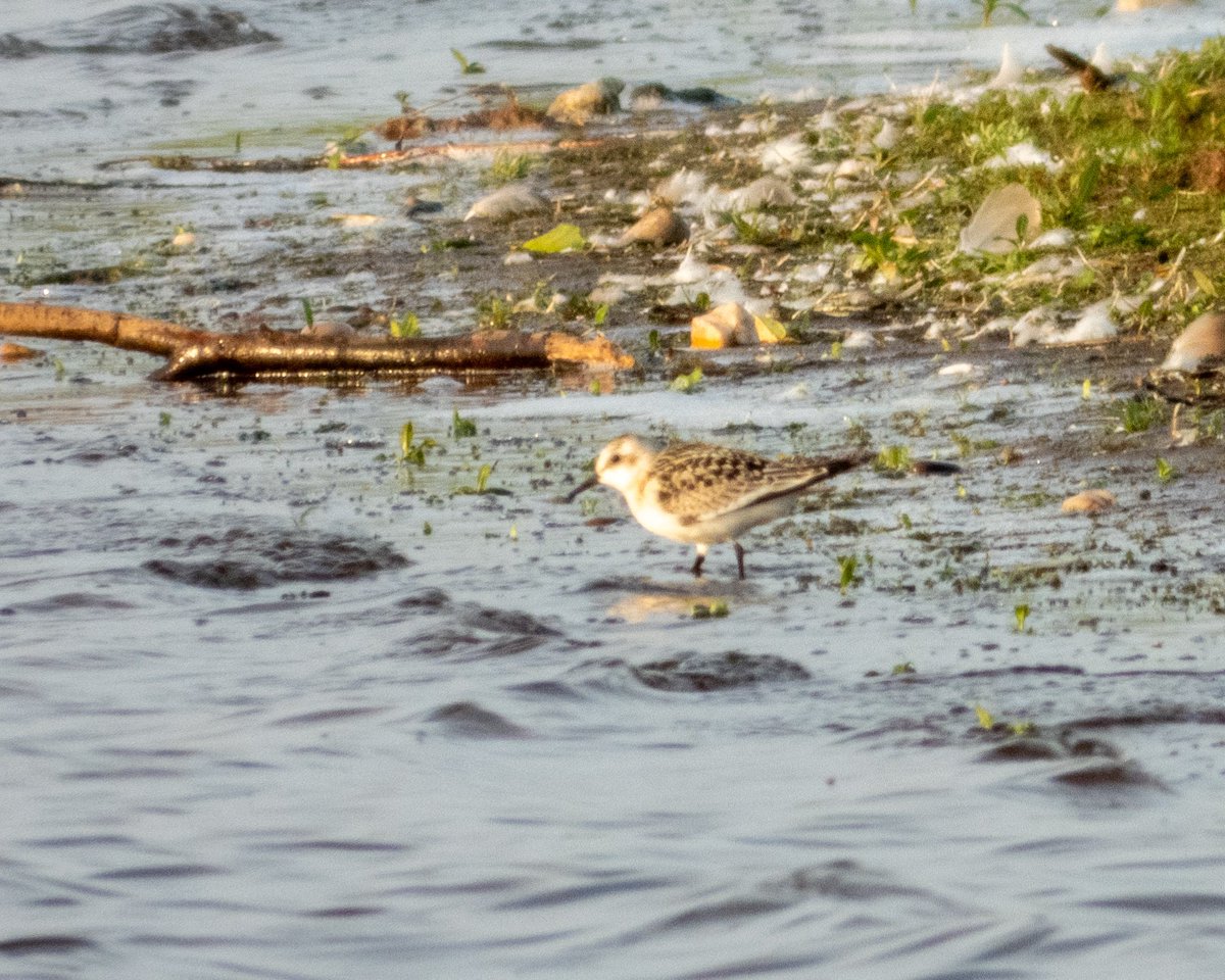 Clifton Pits - Juv Sanderling, 2 juv Ringed Plover, Dunlin, Green Sand, Common Sands, 3 Goosander. #Worcsbirds @WorcsBirding