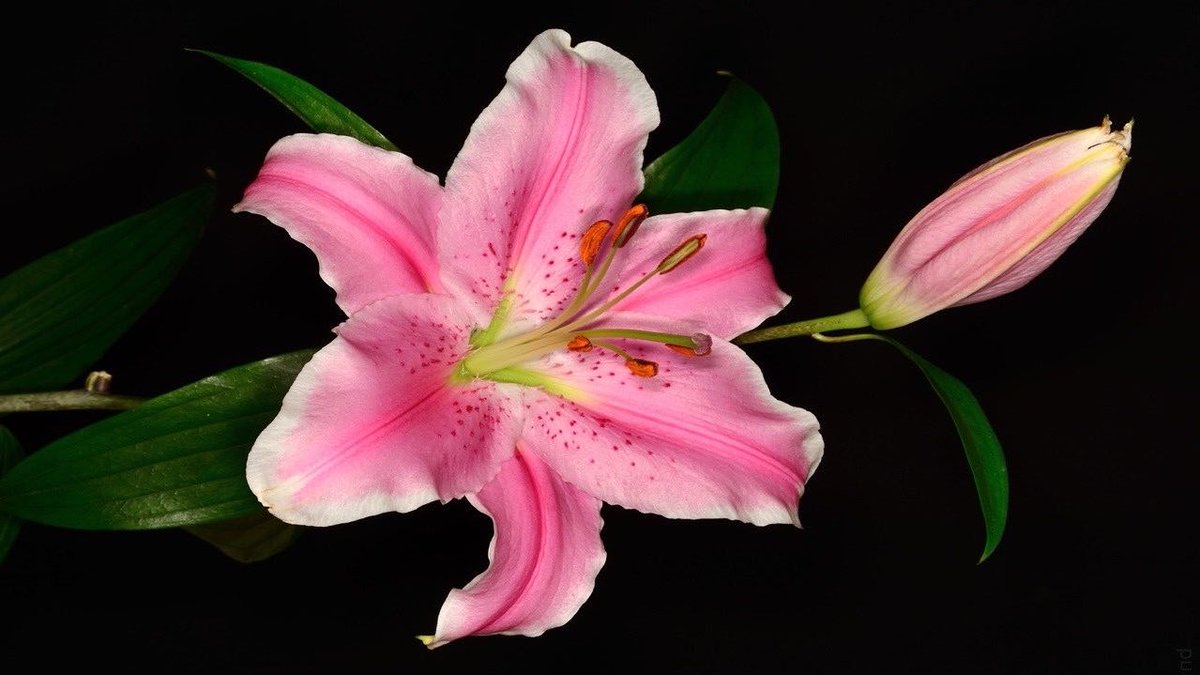 gal౨ৎ tweet media