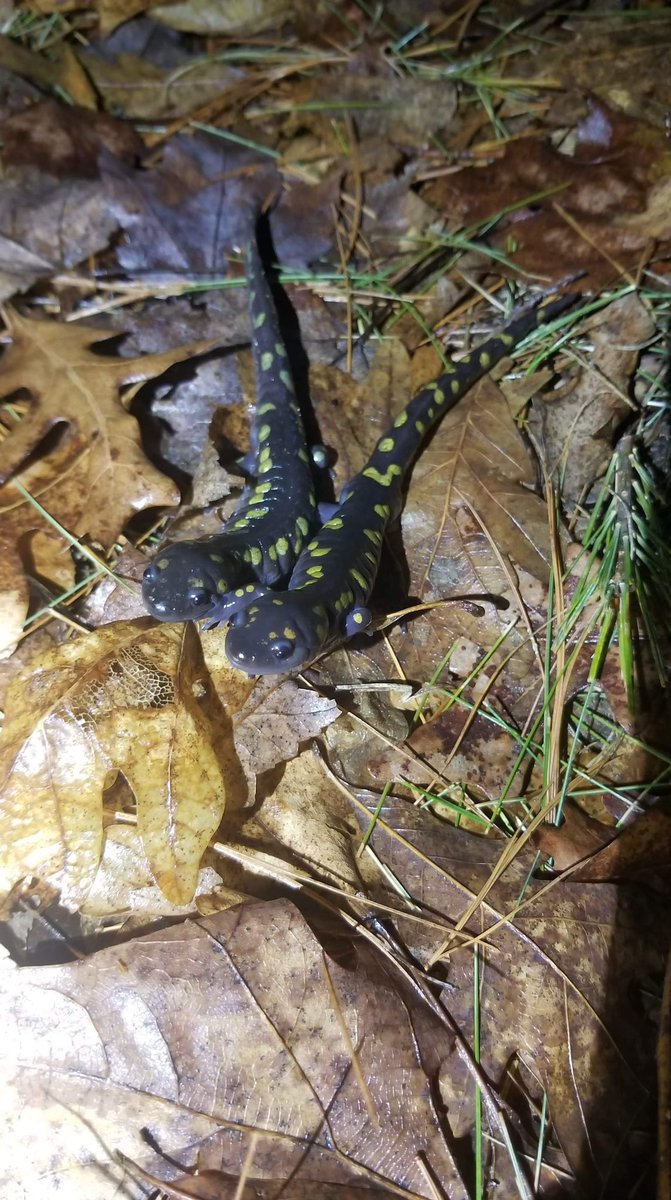 Double trouble! These two twinies wish you a happy Monday! 

📸: Spotted Salamander by Joey Cannizzaro #salamander #amphibian #herps #mwparc #HaveAGoodWeek