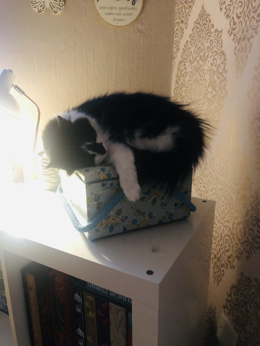 myweechickens's tweet photo. When you need to get into your stitching box and this has happened! .  #comfycat https://t.co/zPsQjX6rEW