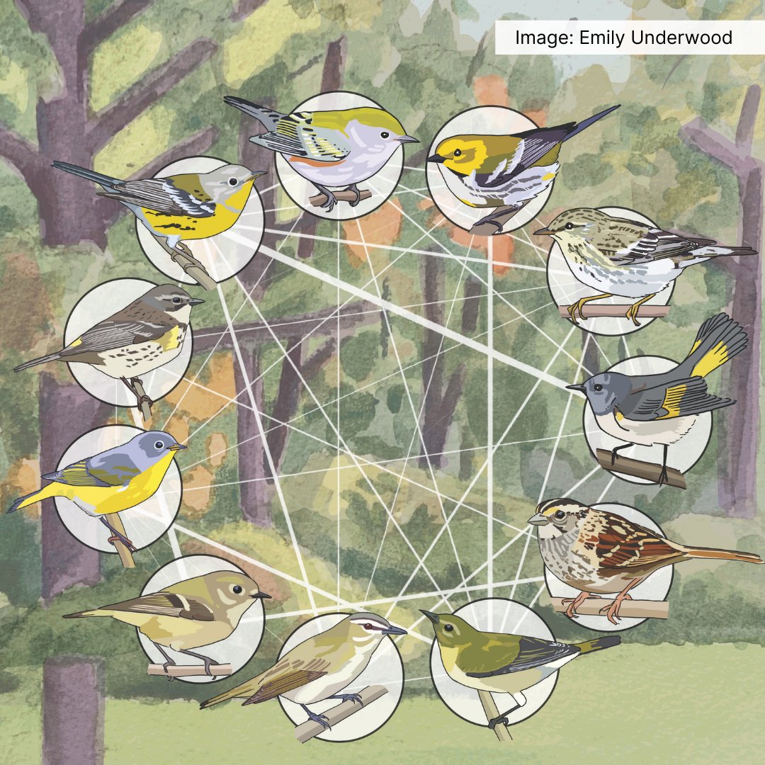 BirdsCanada's tweet image. A new study co-authored by Stu Mackenzie, Birds Canada’s Director of Strategic Assets, reveals the social aspect of bird migration.

Discover how different species interact during their migrations, influencing routes, timing, and success: tinyurl.com/3kvepsmh