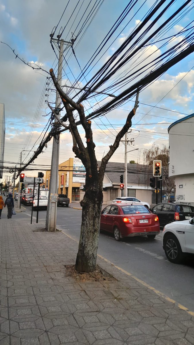 En #LosAngeles ¿tu candidat@ es pro Árbol?
¿Sabes si cuenta dentro de su programa con un plan de trabajo dedicado a arbolado urbano? 
Pregunta y pide que se comprometa públicamente