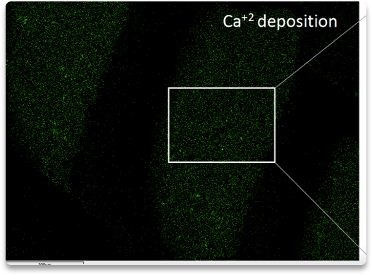 The latest EDX spectrometry results from our lab verify hard tissue formation in our prototypes.

#startup #biotech #stemcells #dentistry #EDX