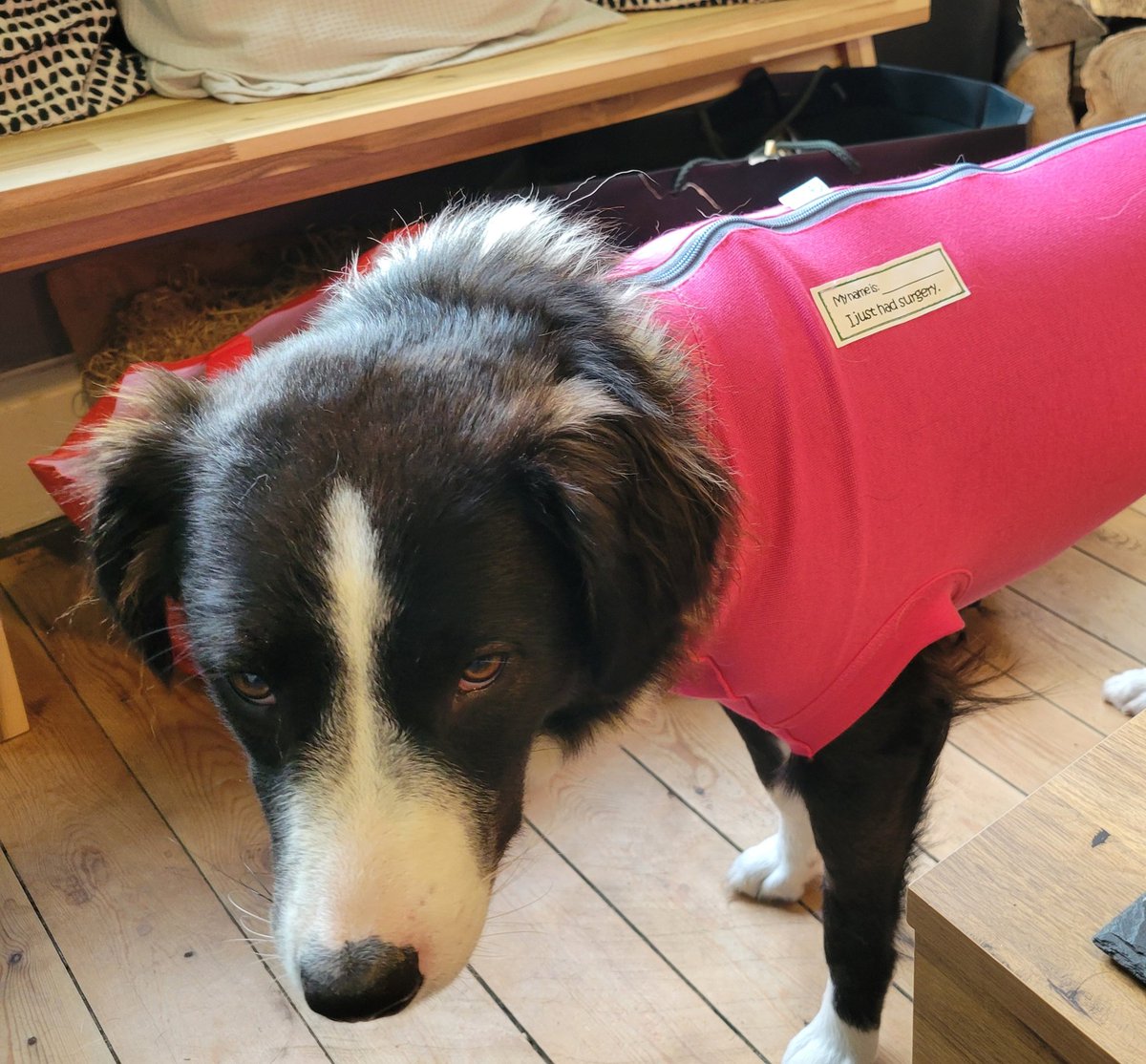 Lucy is recovering from her surgery today. She is very confused and a bit wobbly but happy to be home 🥰
