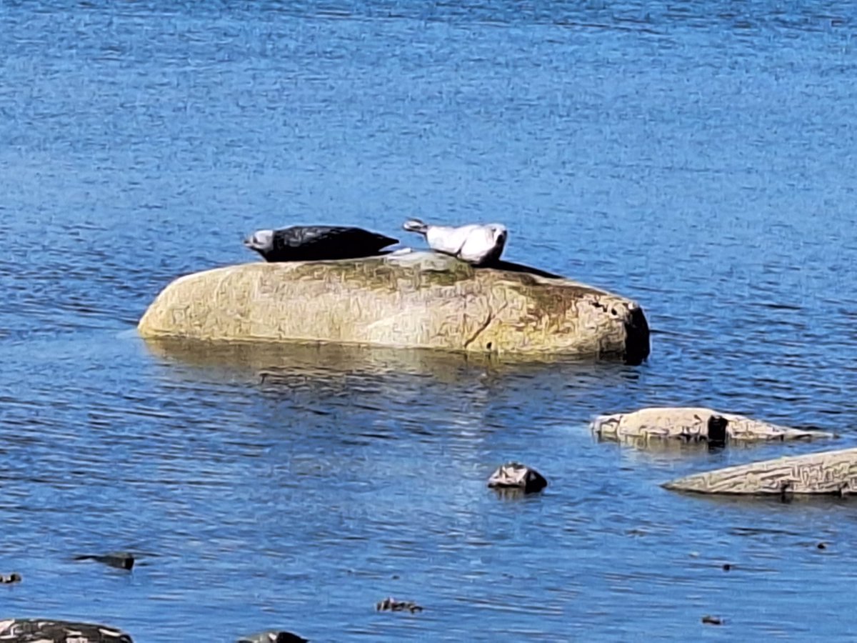 shanks_morag's tweet photo. Our P5 &amp; P7 boys were keen to show their teachers these photos from our weekend away. Three seals sunbathing on the rocks and the sun setting over the Paps of Jura. 🌅 @RavenswoodPS https://t.co/Be1rEFhXkf