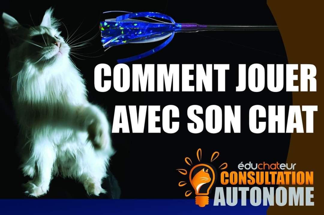 Vous pensez que votre chat n'aime pas jouer? Peut-être n'utilisez vous pas la bonne technique?
Retrouvez Daniel Filion, Rebelle et Keiko dans cette vidéo gratuite sur notre plate-forme Félinexpert et découvrez LA technique de jeu pour stimuler Minou 🤗 felinexpert.com/course/consult…