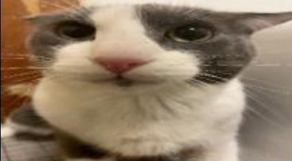 muzzlledmutt's tweet photo. How i look at my styro cuts waiting for them to bleed https://t.co/95ZbwEoVgx