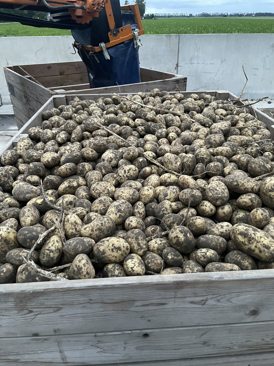 Begin gemaakt met pootgoed rooien. 
Best mooi spul ook al zeg ik het zelf 😉🤞