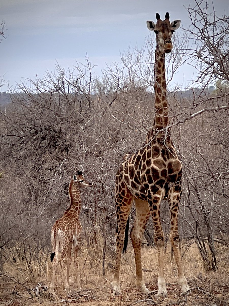 KevKenyon's tweet photo. New Baby 🤗 https://t.co/NUr9tm2C73