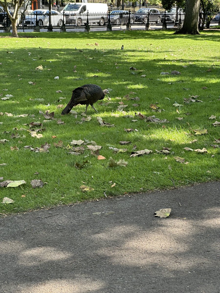 Was not expecting to see this on my lunch…..make way for turkeys at the Public Garden, now that the swan boats have left 🤷🏻‍♀️😄🦃