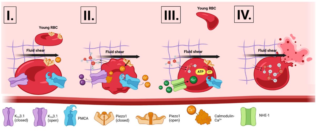 Without internal organelles to do repairs, red blood cells must be replaced frequently. But how do red blood cells die? A study explores the role of Piezo1, a stretch-activated transmembrane cation channel, in red blood cell removal. In PNAS: ow.ly/Xhp350ThCLZ