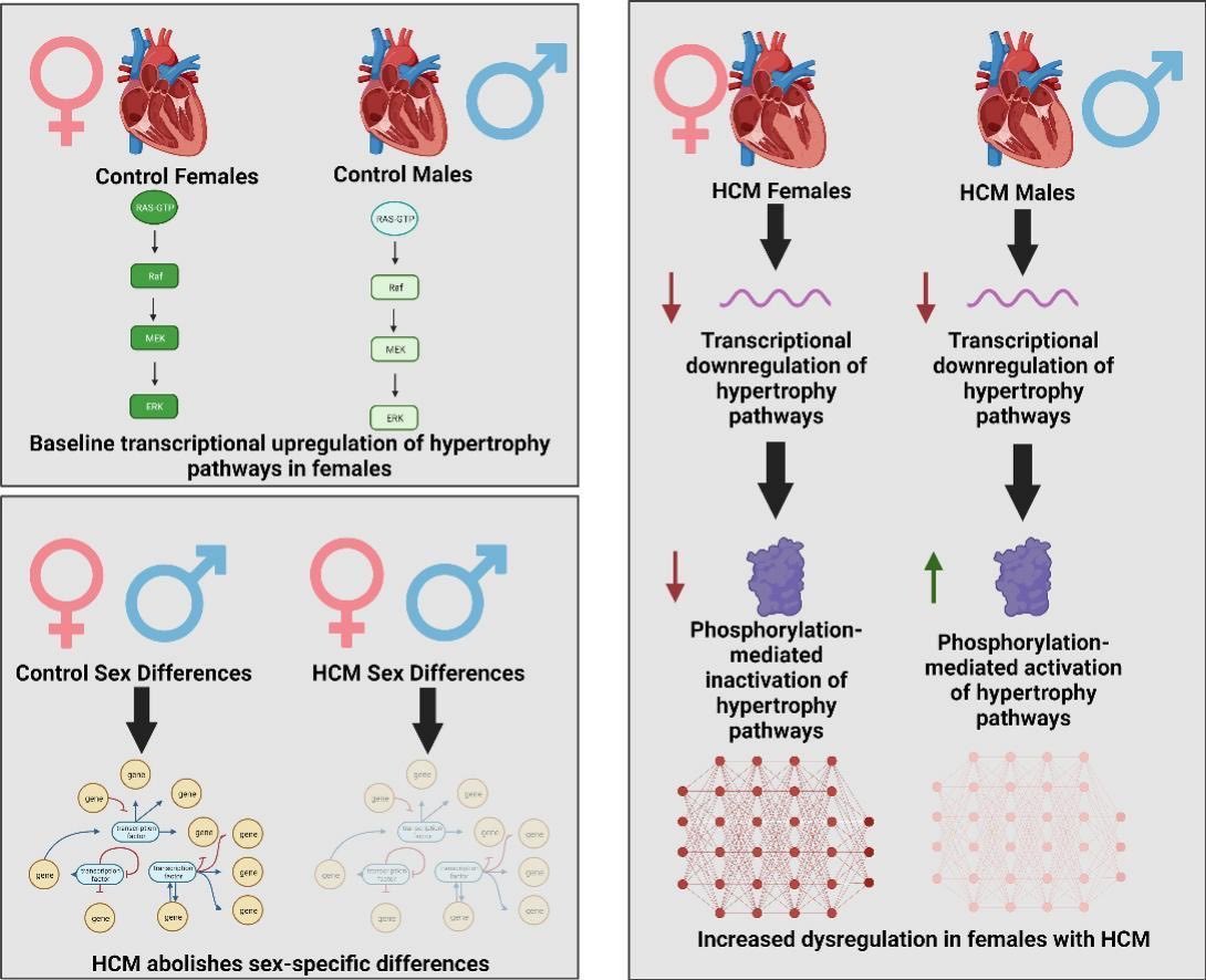 Ramin Garmany (@garmanyramin) on Twitter photo Happy to see our manuscript characterizing sex-specific differences in the multi-omics profile of HCM officially published! Grateful to <a href="/MJAckermanMDPhD/">Michael J. Ackerman MD,PhD</a> and my co-authors for making this possible. sciencedirect.com/science/articl… Happy to see our manuscript characterizing sex-specific differences in the multi-omics profile of HCM officially published! Grateful to <a href="/MJAckermanMDPhD/">Michael J. Ackerman MD,PhD</a> and my co-authors for making this possible. sciencedirect.com/science/articl…