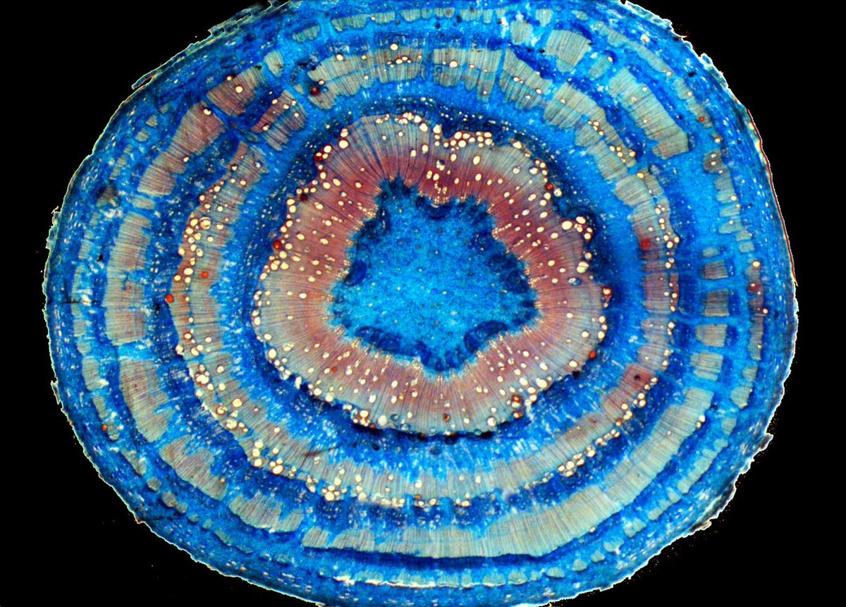 Convolvulaceae Network tweet media