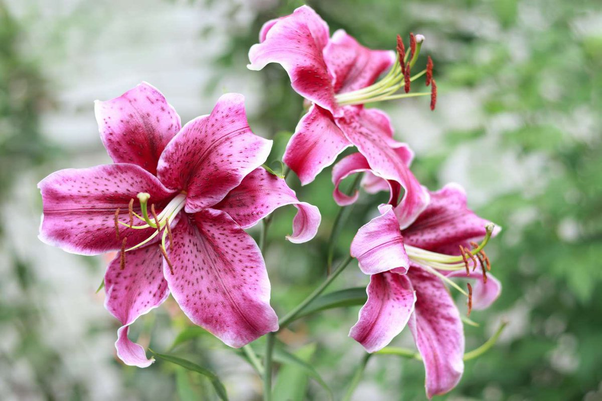 WhitewaysY3's tweet photo. We hope you all have had a fabulous summer! We have had a fantastic first week back, and we can’t wait for all the amazing learning we are going to do. We also have some new class names; 3H is the Lilies class, and 3KL is the Tulips class. https://t.co/PYvwSPK6z4