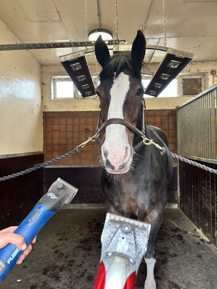 MerPolMounted's tweet photo. How is it clipping season already! 
Myself and Claire have had a busy afternoon clipping Oxberry, Beau and Arnie. 
#StandTall #PHOxberry #PHBeau #PHArnie #WeHaveTheBestGrooms #ClippingSeason https://t.co/U98eVJhzNr