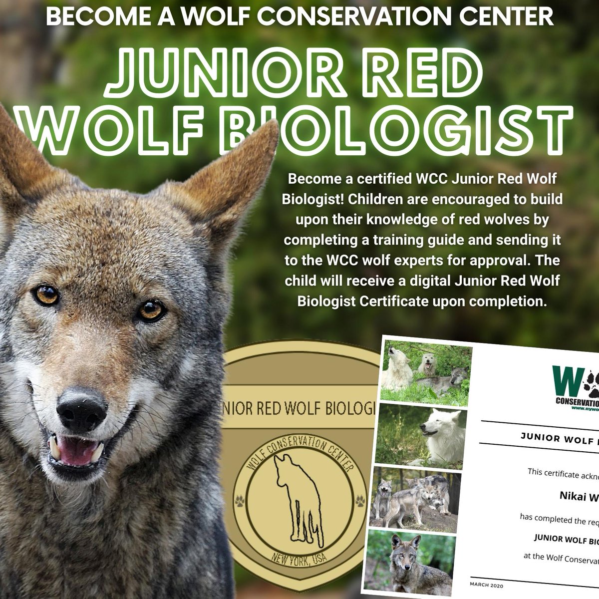nywolforg's tweet photo. Does your kiddo (or class) love Red Wolves? Have them complete the WCC's Junior Red Wolf Biologist Guide + they'll receive an official certificate from the WCC!

Download the guide ➡️ https://t.co/FDufbc5FLJ

#RedWolfWeek #SaveRedWolves https://t.co/KIGoQDC2gH