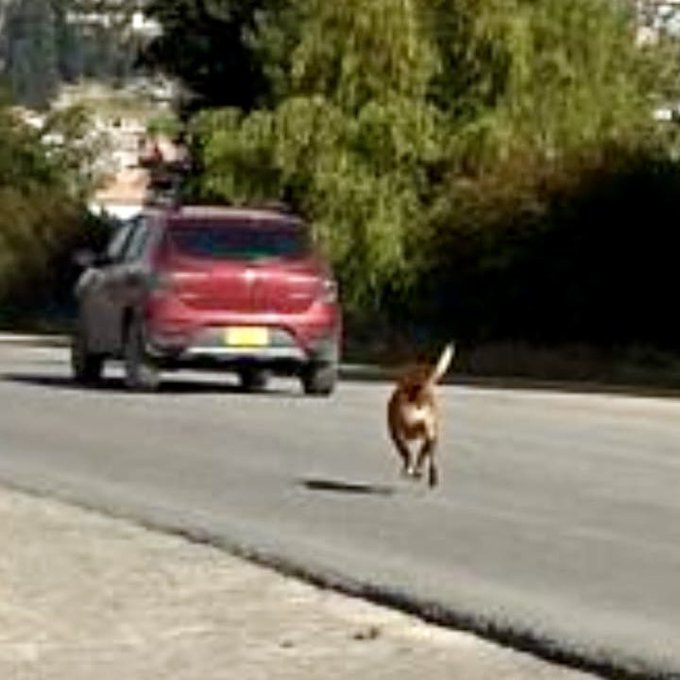 PlataformaALTO's tweet photo. ¡Indignante! Conductores denuncian que los indolentes 🤬 ocupantes de este carro dejaron abandonado a este perrito a su suerte en una peligrosa carretera.  El perrito corrío varias cuadras desesperado tras el vehículo hasta que se cansó.

Sucedió en cercanías a Samacá (Boyacá), el pasado 5 de septiembre.

Estamos intentando averiguar qué pasó con el perrito 🆘 @PoliciaBoyaca