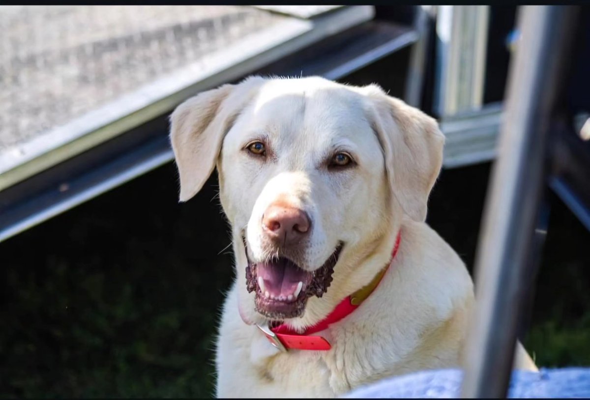 PratherBBall45's tweet photo. One thing about me, if there's a cute dog in the pits. It's 1 getting it's picture taken and 2 getting pets 😅 https://t.co/S2I4wcv6nb