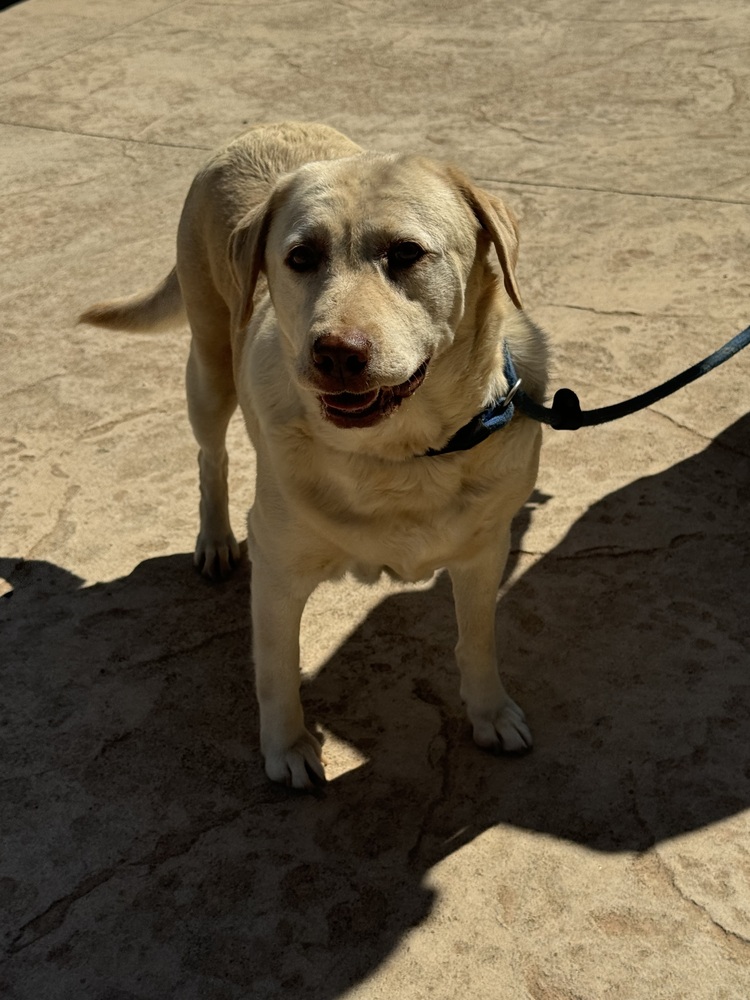 Meet Fiona! She is a beautiful 5-6-year-old yellow Labrador Retriever who loves making new human and furry friends! She ended up with WCLRR when her family had to move and couldn't take her with them.
