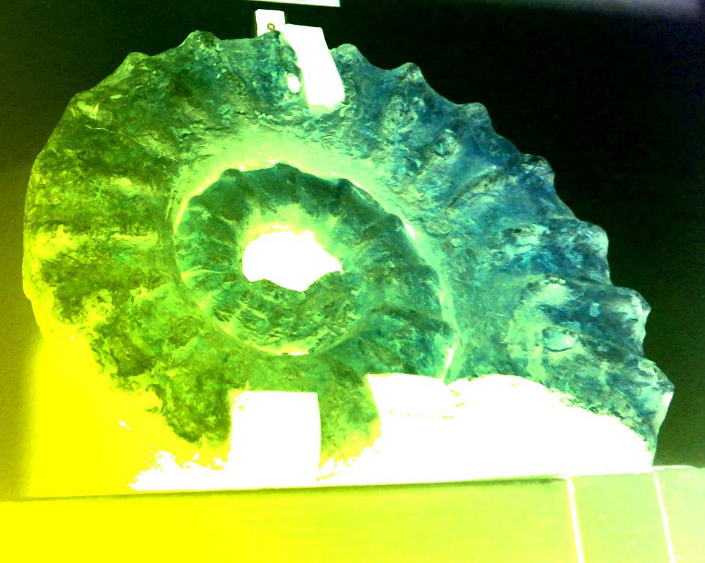 ABaucon's tweet image. 🌀 Meet the Ammonoids: the spiraled wonders of the deep past, now extinct, whose cousins are the octopuses and squids we know today! These cephalopods ruled the ancient seas and now fascinate us in their fossilized form. 🦑

 #Ammonoids #AncientCephalopods #FossilFacts #DeepTime