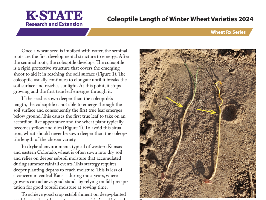 KStateWKREC's tweet photo. 🌡️ Sowing in warmer soils? Your wheat’s coleoptile length could shrink significantly. Check out the latest data on which varieties handle deep planting best: https://t.co/tuJcyfUYhu #WheatRx #KSAg #WheatVarieties #WKREC https://t.co/nO60Q6QyzC