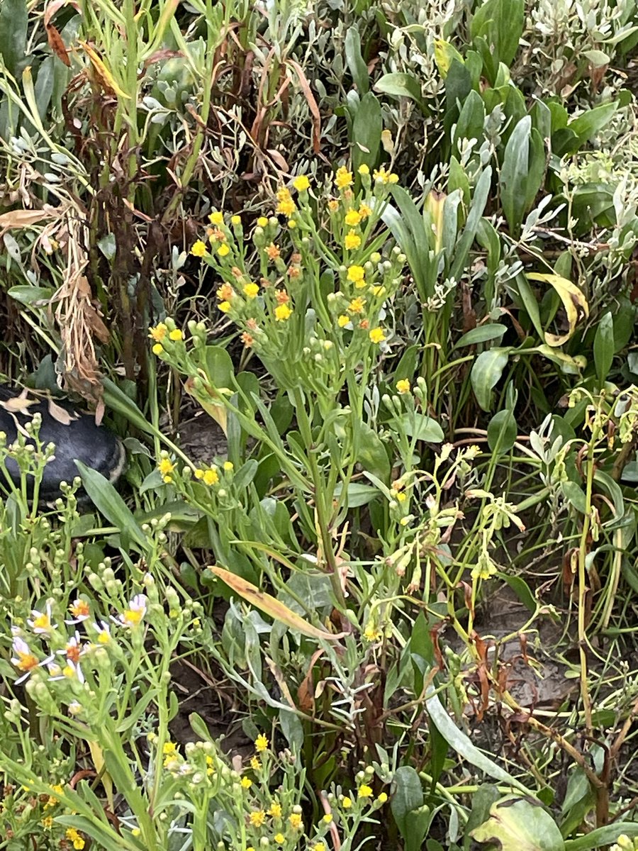New Foram project in blue carbon saltmarsh habitats in the English Channel and seagrasses in the Red Sea. More to come soon…