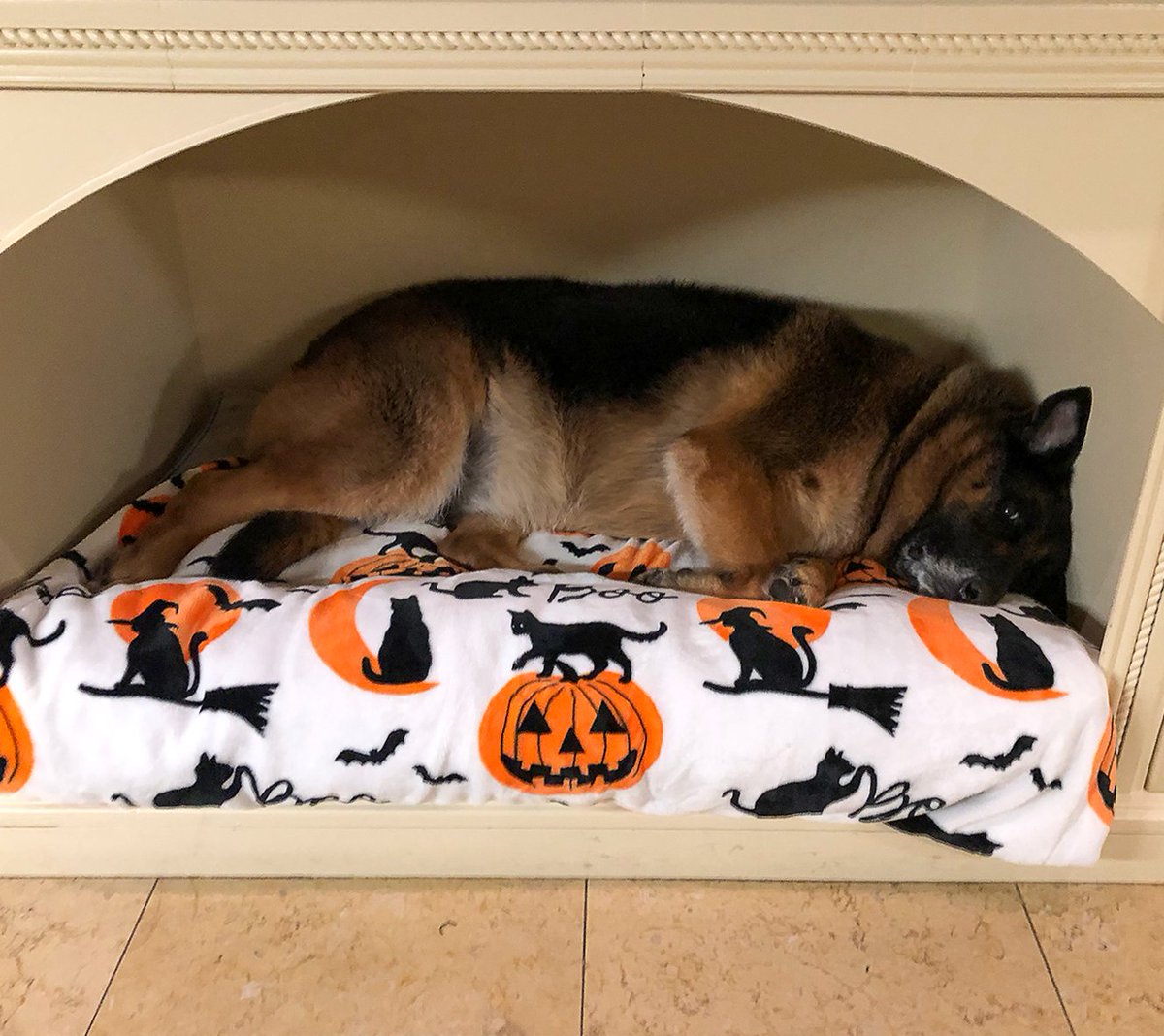 AdrienneMaloof's tweet image. Stormy’s almost too big for her cozy spot… but she’s not giving it up just yet! 🐾🎃 #TooCute #FallFeels