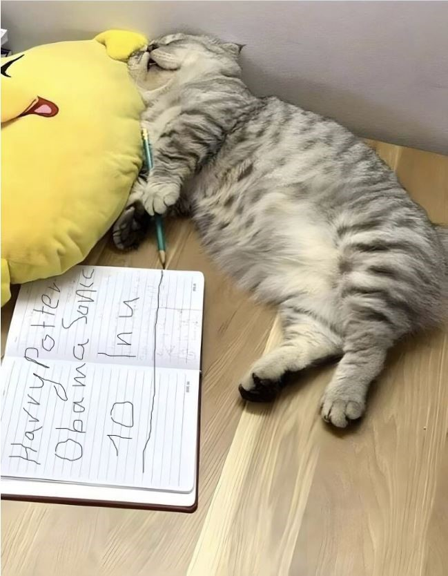 Zudi🦔⛓️ tweet media