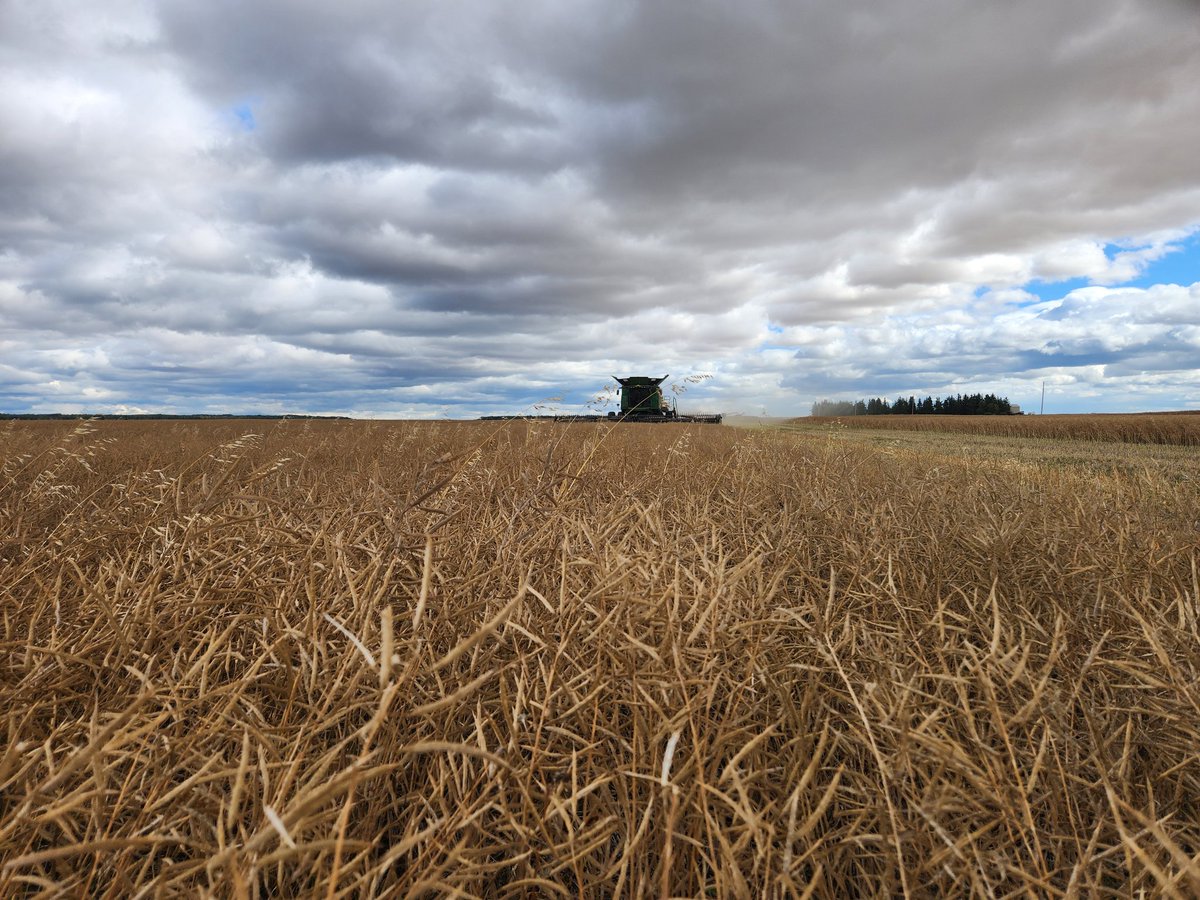 Rained out in the wheat. Go get some canola I guess. Sometimes there are benefits to a 46km spread in land base.