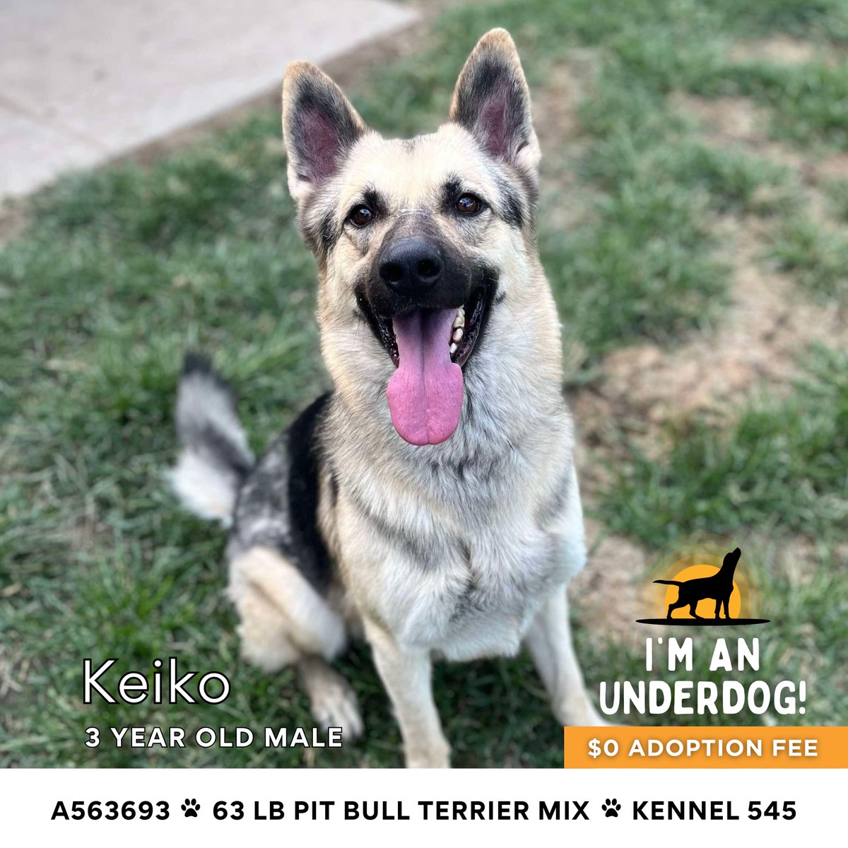Stanislaus Animal Services Agency tweet media