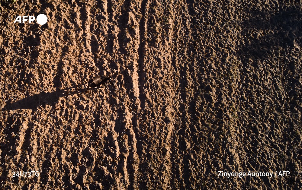 AFP's tweet photo. Amid southern Africa's worst drought in a century, villagers in Malawi are digging for potentially poisonous wild yams to eat as their crops lie scorched in the fields https://t.co/Nh9zvFVtYU https://t.co/oKf69AFQST